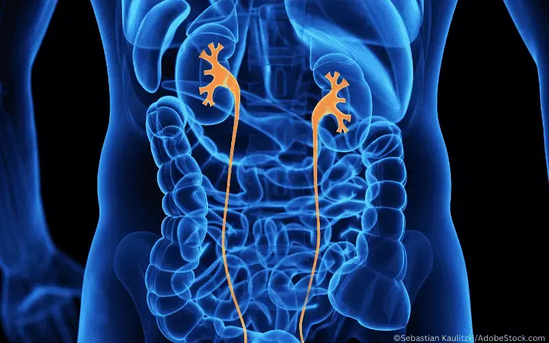 Oberer Harntrakt Harnleiter Nierenbecken