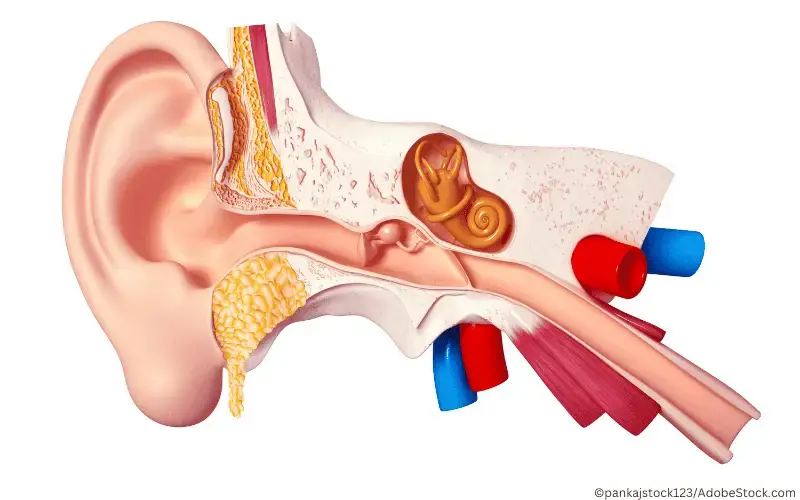 ohr-eustachische-röhre
