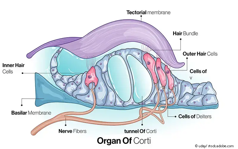 Ohranatomie