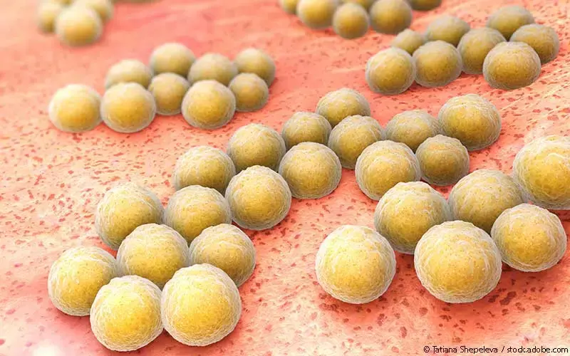 Staphylococcus aureus