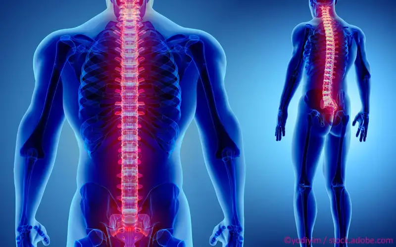 Wirbelsäule Anatomie