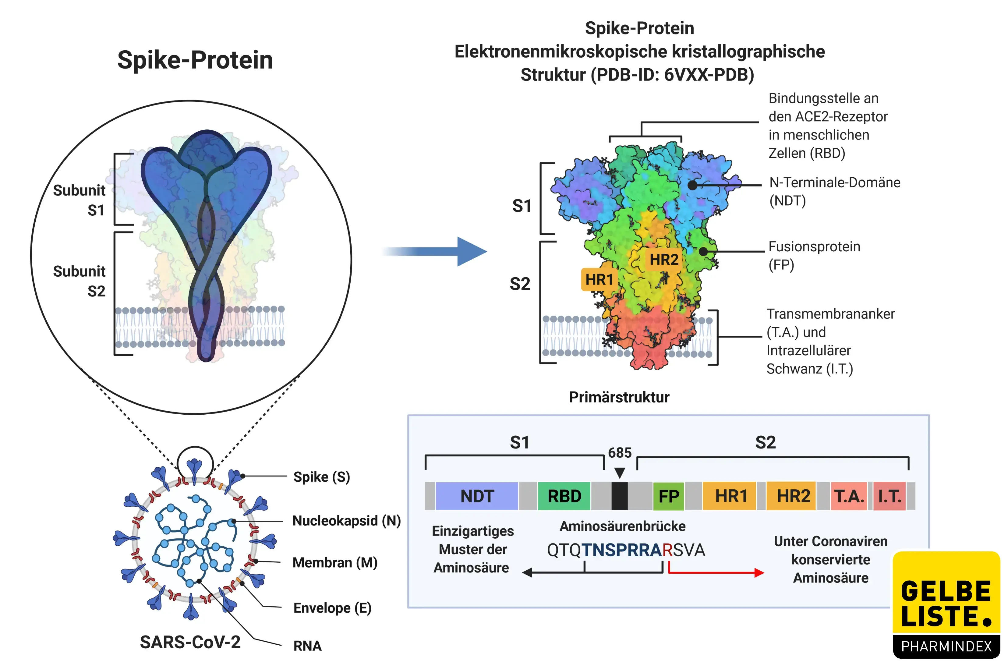Spike-Protein Struktur