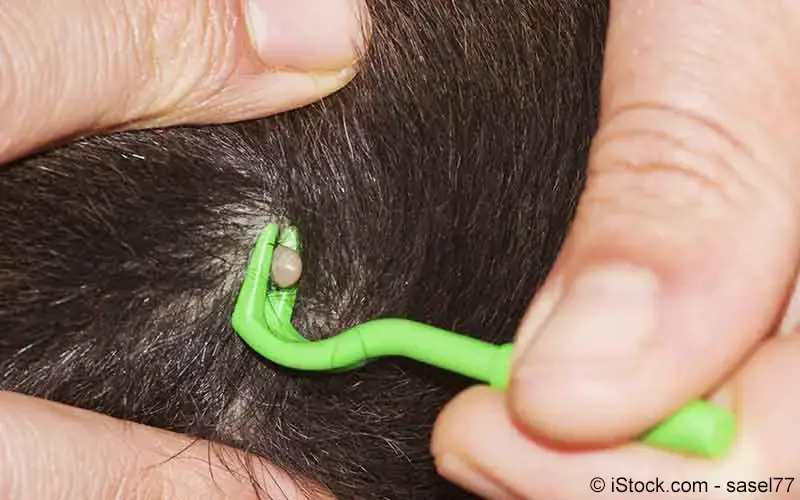 Borreliose Zeckenentfernung