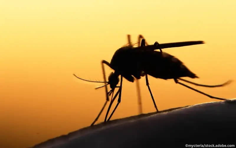 Mosquito, Mücke vor Sonnenuntergang - Dr. Fischer