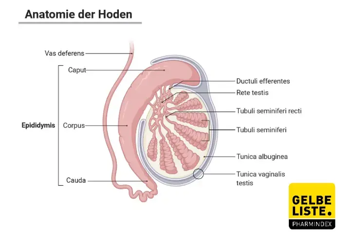 Hoden Anatomie