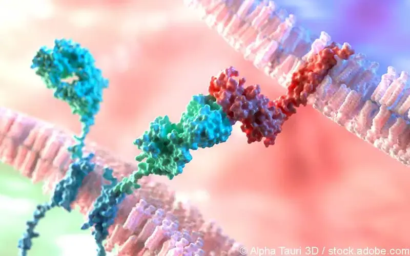 Car-T-Zell-Interaktion