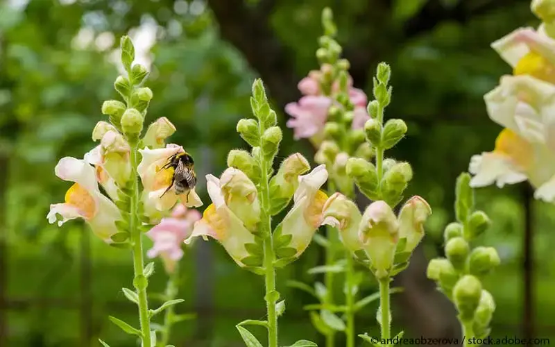 Biene an Löwenmäulchen