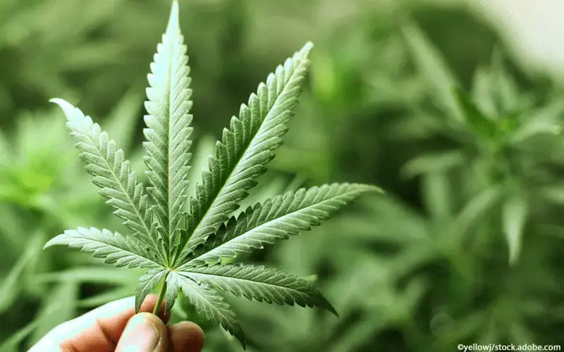 Cannabisblatt