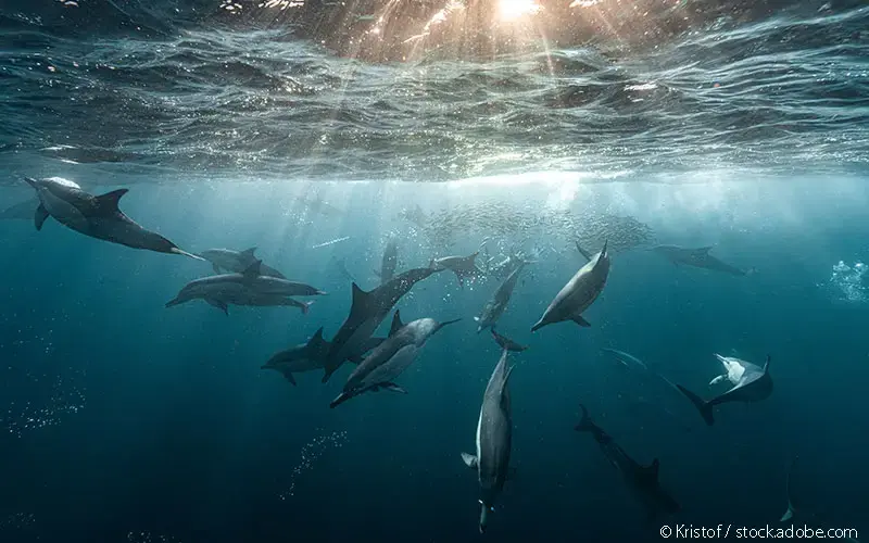 Delfin-Gruppe