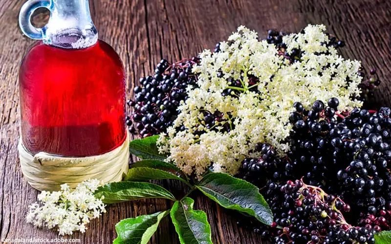 Holunder Beeren und Blüten