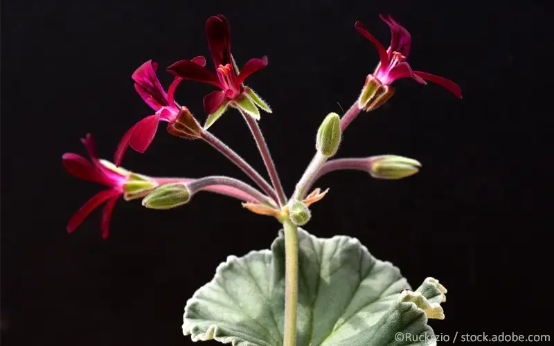 Pelargonium sidoides (Umckaloabo)