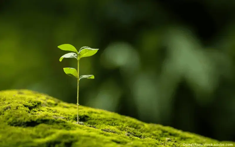 Pflanze-Spross-Klimawandel