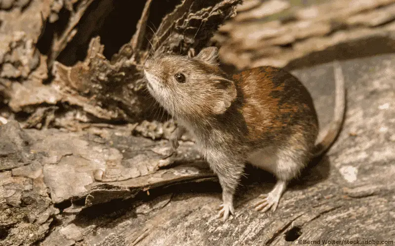 Rötelmaus Hantavirus