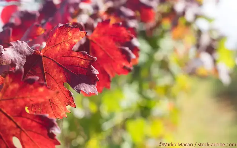 Rotes Weinlaub