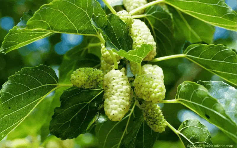 Weiße-Maulbeere-Frucht