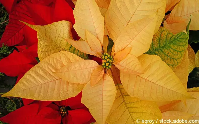Weihnachtsstern Weihnachtsstern