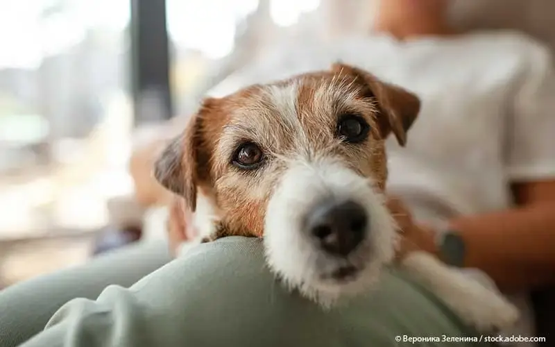 Frau mit Hund auf Sofa