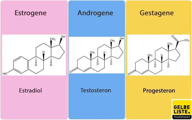 Sexualhormone Übersicht
