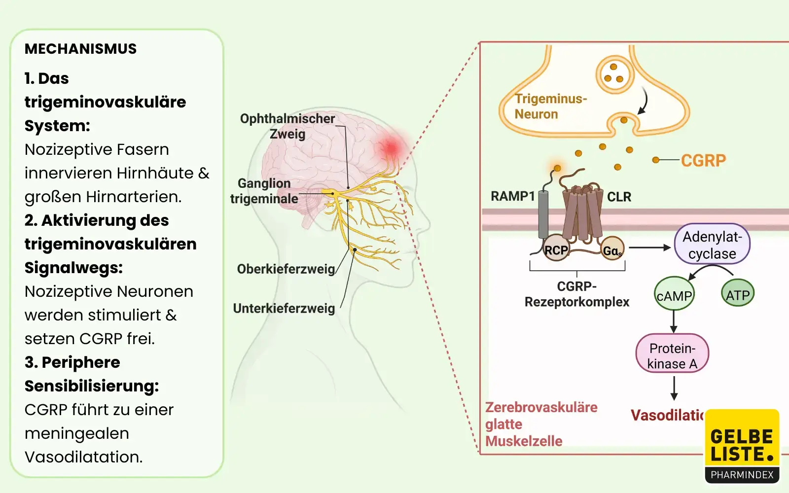 Migräne-Mechanismus-GLO