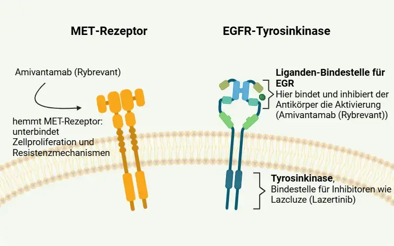 Neueinführung-Lazcluze Wirkmechanismus