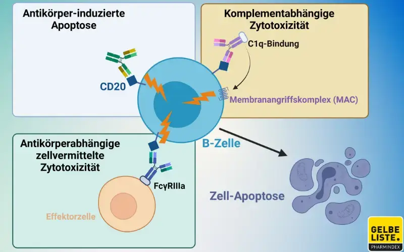 Anti-CD20-Therapeutika