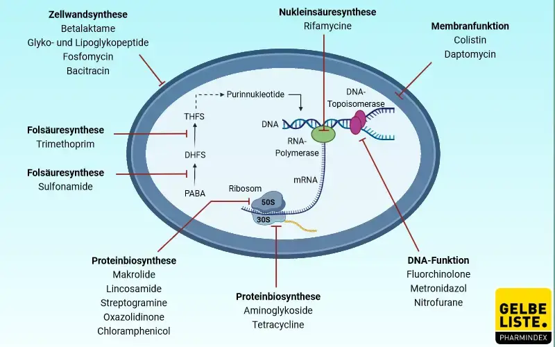 Antibiotika Angriffspunkte
