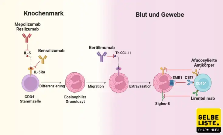 Antikörper eosinophiler Krankheiten