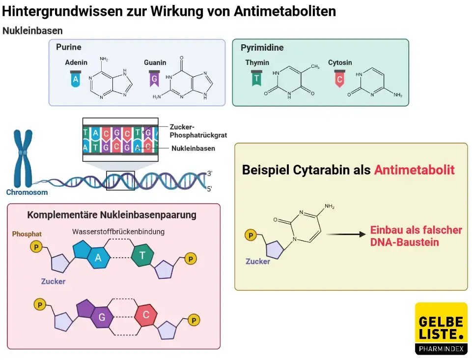 Antimetaboliten 2