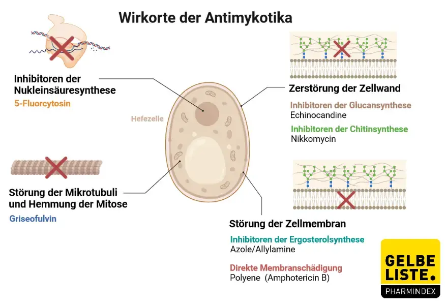 Antimykotika