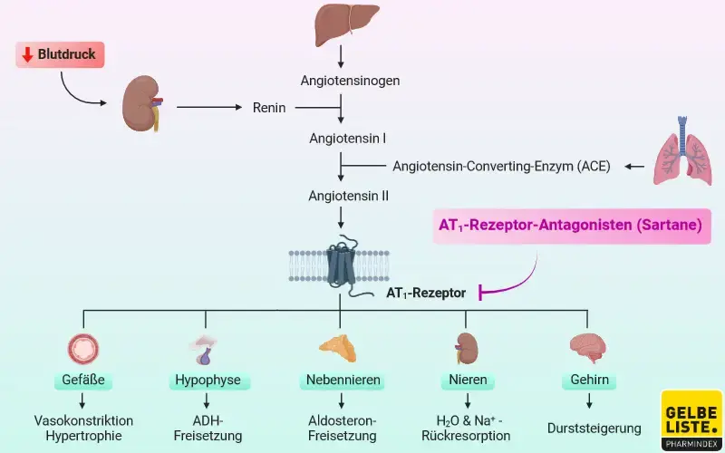 AT1-Rezeptor-Antagonisten