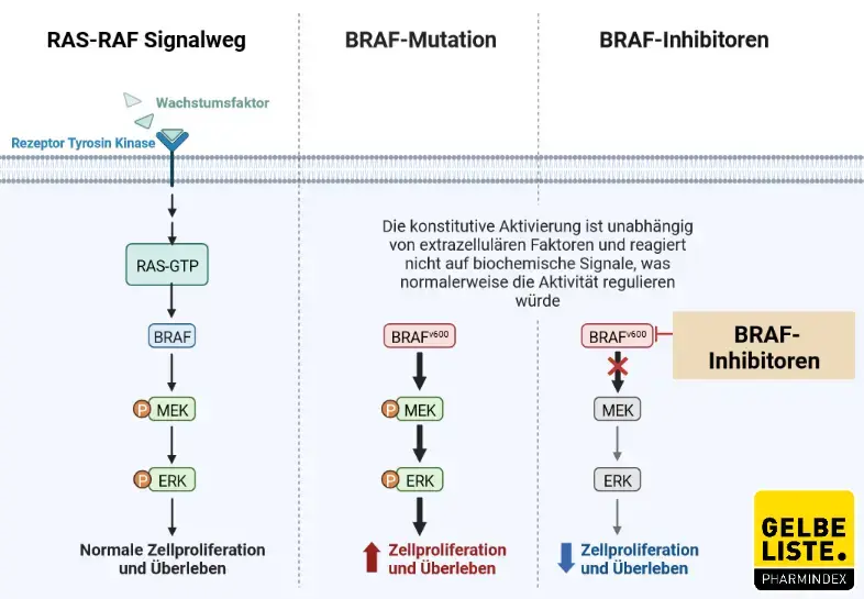 BRAF-Inhibitoren