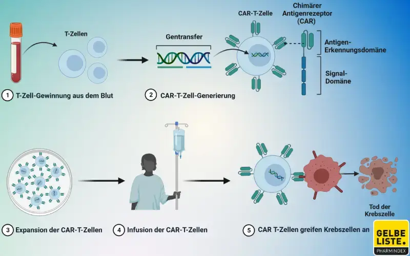 CAR-T-Zellen neu