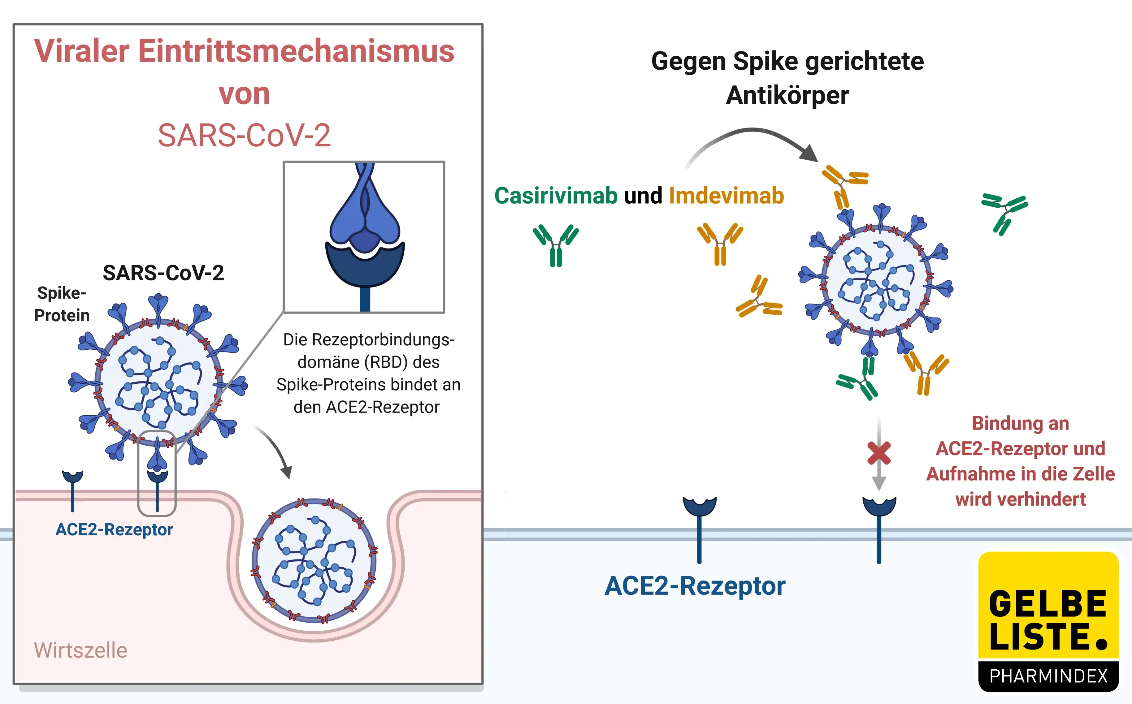 Casirivimab und Imdevimab