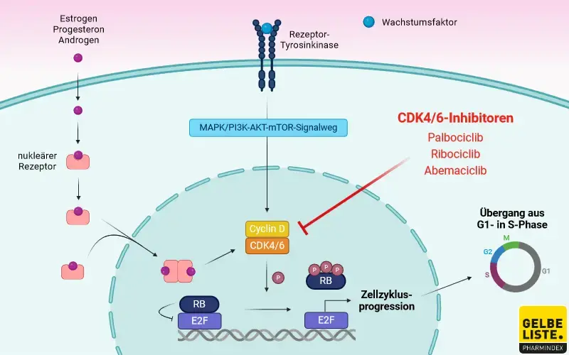 CDK4/6-Inhibitoren