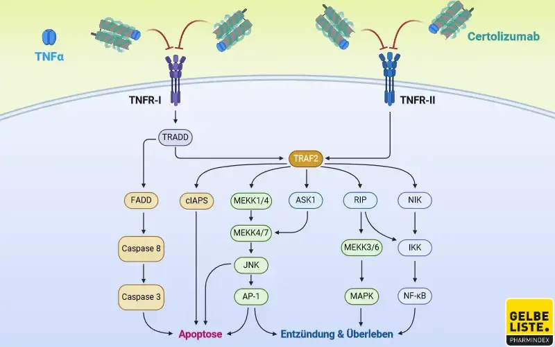 Certolizumab pegol
