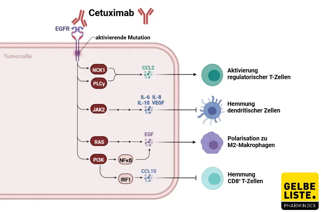 Cetuximab