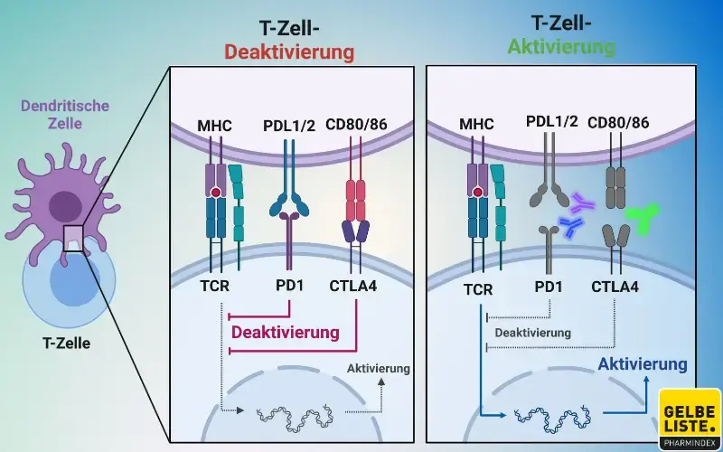Checkpoint-Inhibitoren Targets