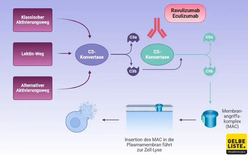 Eculizumab Ravulizumab