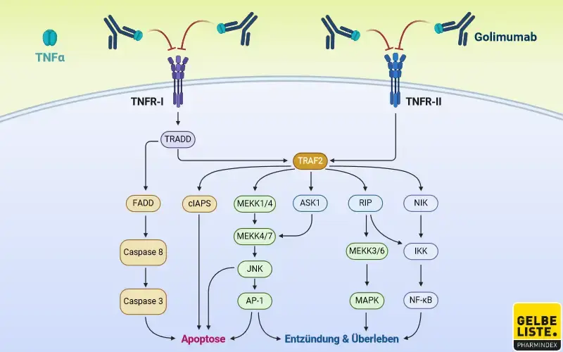 Golimumab