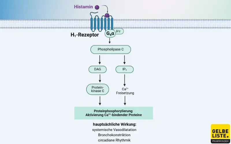 H1-Antihistaminika