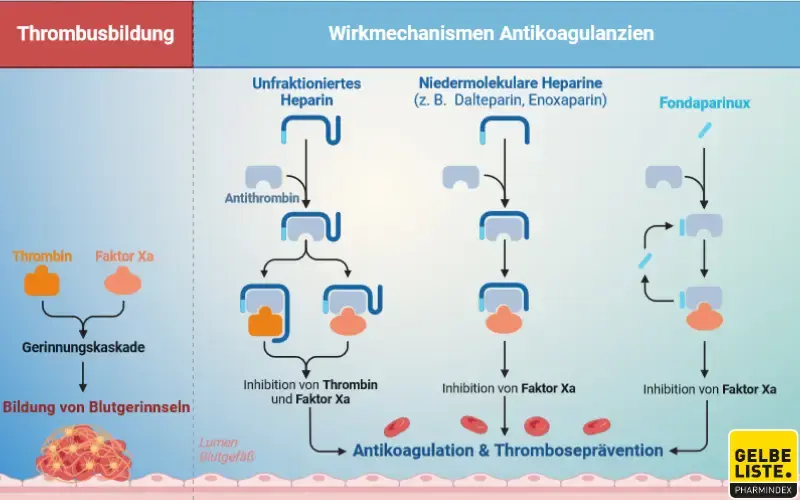Heparine Wirkmechanismus