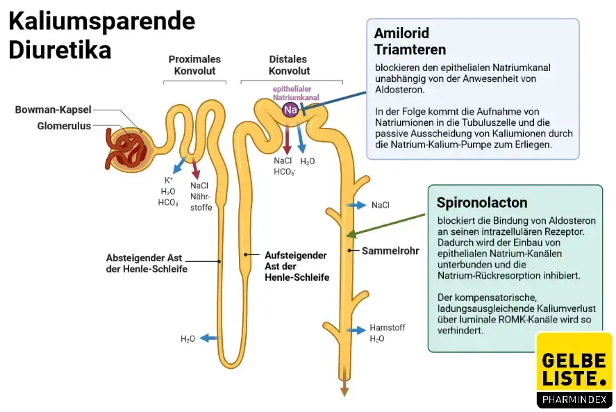 Kaliumsparende Diuretika