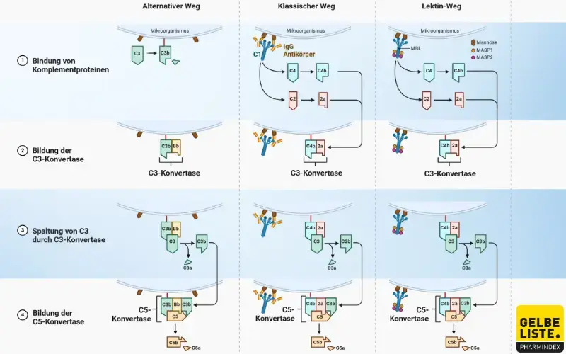 Komplementaktivierung