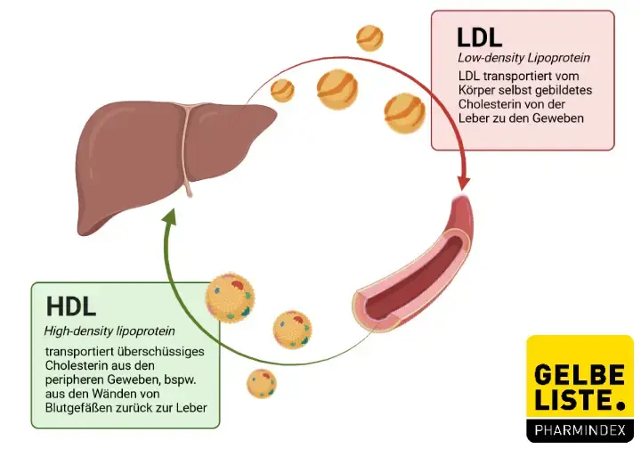 Lipide HDL LDL