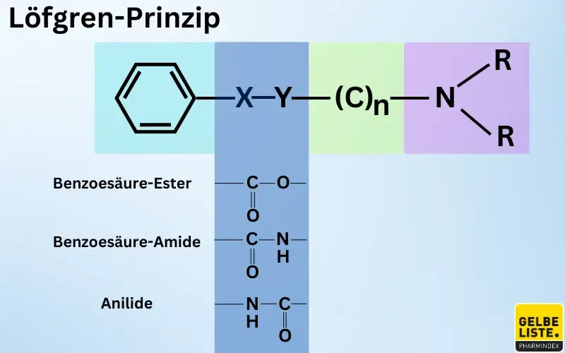 Lokalanästhetika Löfgren-Prinzip