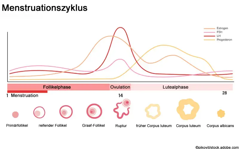 Konjugiertes Estrogen Kaufen Ohne Rezept