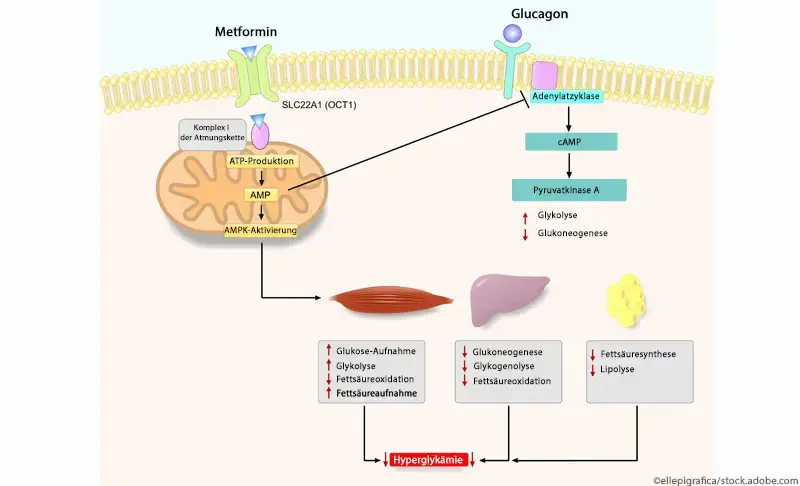 Metformin glucophage 850 mg