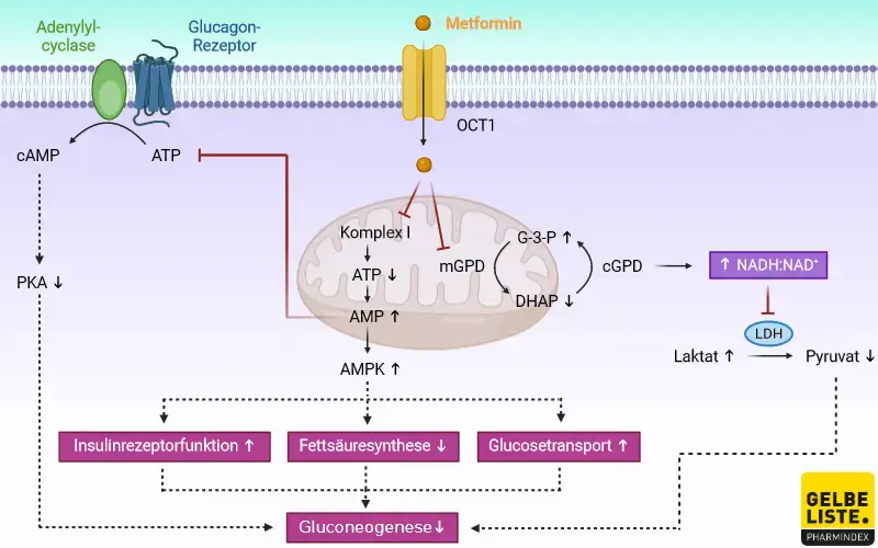 Metformin