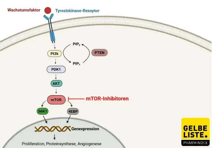 mTOR-Inhibitoren Korr.