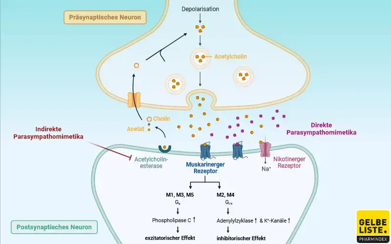 Parasympathomimetika